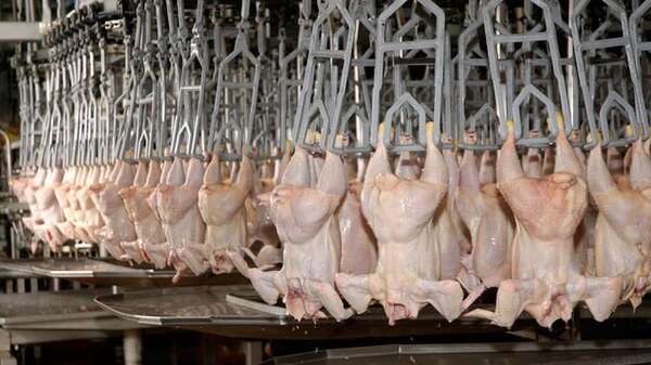 Paraguay enviará por primera vez, en noviembre, carne aviar a Filipinas  - Economía - ABC Color