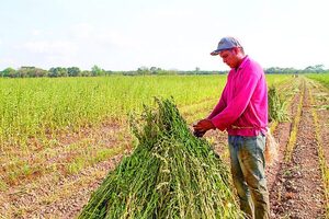 Chía y sésamo agroexportador de Paraguay con impacto social