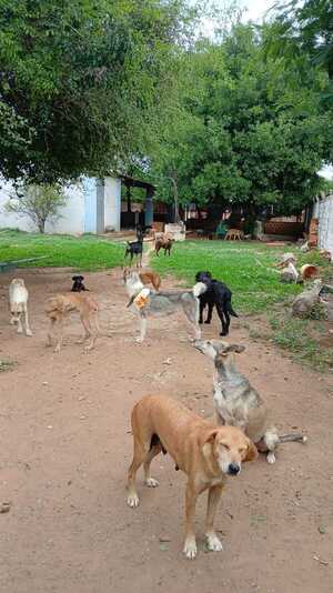 Pro Animal busca familias responsables para sus animales en adopción - Concepción al Día