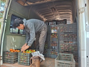 Productores de Itakyry concretaron una gran comercialización de tomate con apoyo técnico del MAG - ADN Digital