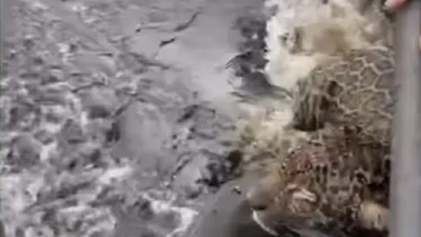 Video: Rescatan a yaguareté con más de 30 heridas de bala en Brasil