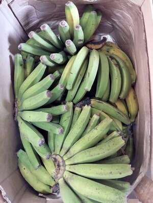 Hambre Cero: Comepar entregó bananas sin madurar y causó indignación de directores - Nacionales - ABC Color