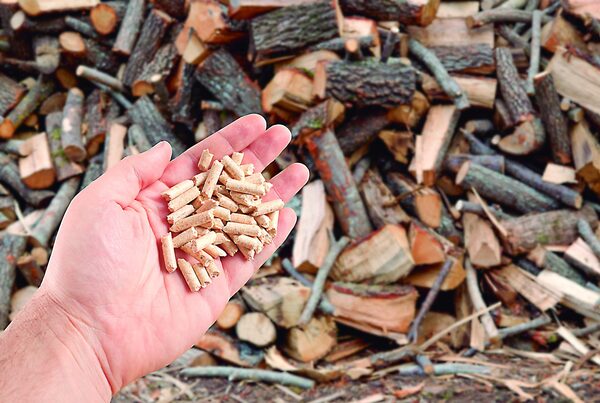 La biomasa sostiene la industria, pero agota los bosques del país - La Tribuna