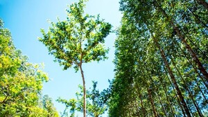 Producción forestal crece 66% en dos años, según Infona