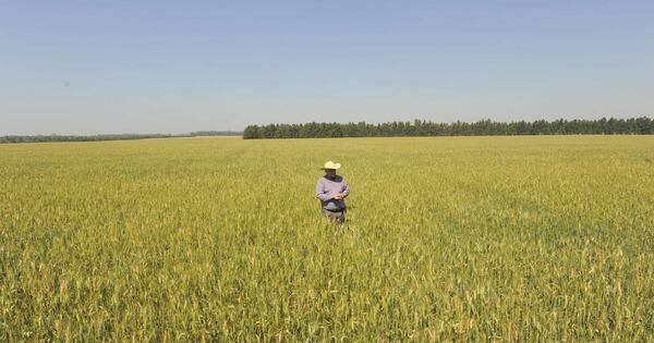 La Nación / UE prometió medidas de protección a los agricultores europeos en acuerdo con Mercosur