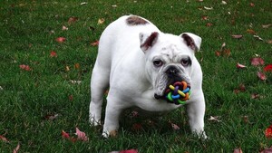 Los perros muestran comportamientos similares a la adicción respecto a sus juguetes