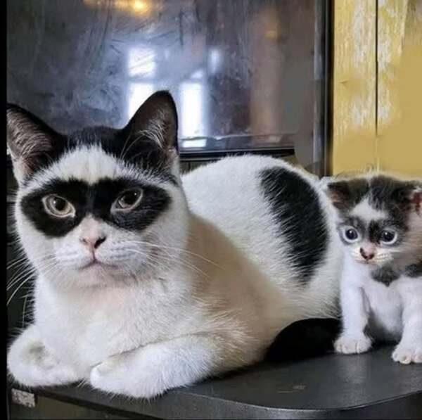 Popular / ¡Ambeña! Realizarán la primera "Expo Gato" en nuestro terruño
