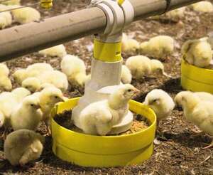 Llegada de nuevas empresas de pollos podría afectar precios, dice Avipar - Economía - ABC Color