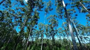 Infona destaca alto potencial económico en el rubro forestal - Economía - ABC Color