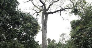 La Nación / Colosos de la Tierra: un tajy se corona como el árbol más grande