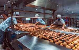 Una apuesta por la innovación y nutrición - Empresariales - ABC Color