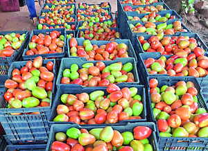 Venta de 2.800 Kilos de Tomate Economía Familiar en Alto Paraná