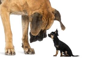 Cómo socializar a un perro miniatura con perros grandes: claves para evitar miedos y agresividad - Mascotas - ABC Color
