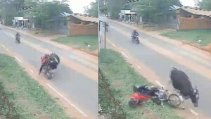 Una vaca salió a la ruta y chocó a un motociclista en San Lorenzo