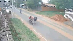 Video: Una vaca embiste a motociclista en insólito accidente en San Lorenzo