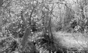 Fotografía y literatura se entrelazan en “El Tormes de Lazarillo”, de Ruiz Nestosa - OviedoPress