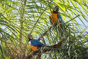 Histórico avistamiento de guacamayos kaninde en Refugio Biológico de Mbaracayú | DIARIO PRIMERA PLANA