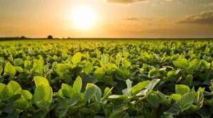 Cultivo de soja con 75% de avance y proyección de más de 10,6 millones de toneladas - Economía - ABC Color