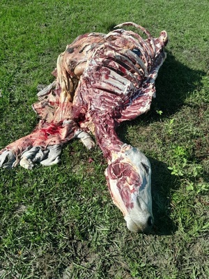 Faenan dos vacas en establecimiento ganadero de Paso Horqueta - Concepción al Día