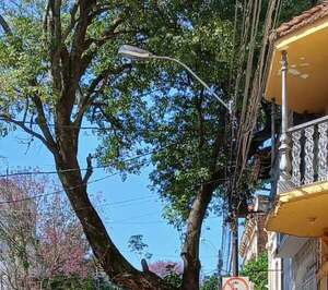 Preocupación en barrio asunceno por copa de árbol  - Crónicas Ciudadanas - ABC Color