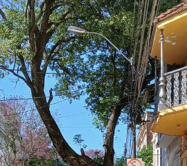 Preocupación en barrio asunceno por copa de árbol - Crónicas Ciudadanas - ABC Color