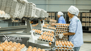 Sector avícola en aumento: la producción supera los 3 millones de huevos por día | Unicanal