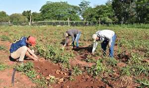 San Estanislao: productor de frutihortícolas inicia la cosecha de papa de la temporada - Nacionales - ABC Color