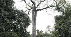 Diario HOY | Un Tajy de Capiibary se corona como el árbol más grande del Paraguay