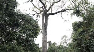 Popular / Un tajy es el árbol más grande de nuestro terruño