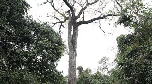 Popular / Un tajy es el árbol más grande de nuestro terruño