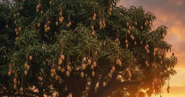 La Nación / La soledad de la planta de mango