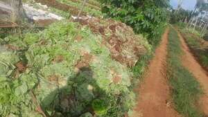 Itá: pequeños productores tiran lechuga y denuncian persecución del Gobierno - Nacionales - ABC Color