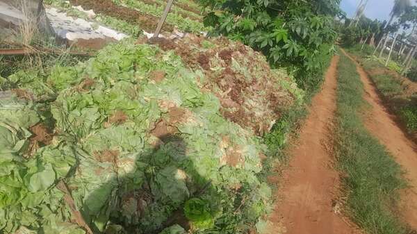 Itá: pequeños productores tiran lechuga y denuncian persecución del Gobierno - Nacionales - ABC Color