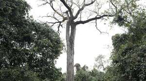 El Tajy de Capiibary es el Árbol Más Grande del Paraguay 2025