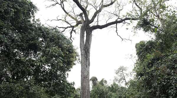 El Tajy de Capiibary es el Árbol Más Grande del Paraguay 2025