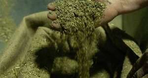 La Nación / Producción de yerba mate paraguaya se abre paso al mundo con productos variados y de calidad