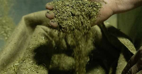 La Nación / Producción de yerba mate paraguaya se abre paso al mundo con productos variados y de calidad