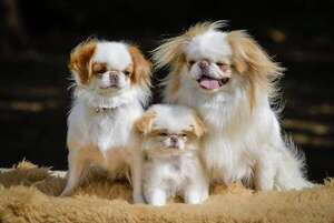 Japanese Chin: historia y rasgos de un compañero aristocrático que conquista corazones - Mascotas - ABC Color