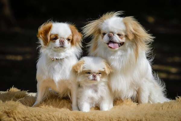 Japanese Chin: historia y rasgos de un compañero aristocrático que conquista corazones - Mascotas - ABC Color