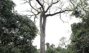 Colosos de la Tierra 2025: un majestuoso Tajy de Capiibary se lleva el gran premio nacional - OviedoPress