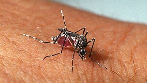 MosquitOFF: la app paraguaya premiada por la NASA que combate al mosquito del dengue