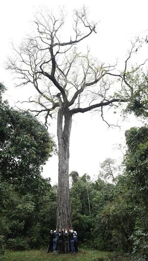 Colosos de la Tierra 2025 premia al imponente Tajy de Capiibary