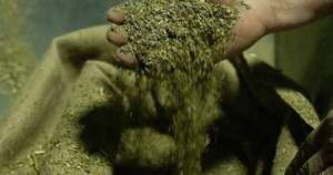 Diario HOY | La yerba mate paraguaya marca presencia en 27 mercados alrededor del mundo