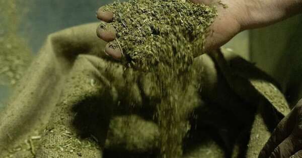 Diario HOY | La yerba mate paraguaya marca presencia en 27 mercados alrededor del mundo