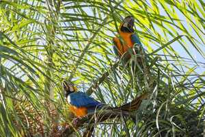 Histórico avistamiento de guacamayos en Refugio Mbaracayú