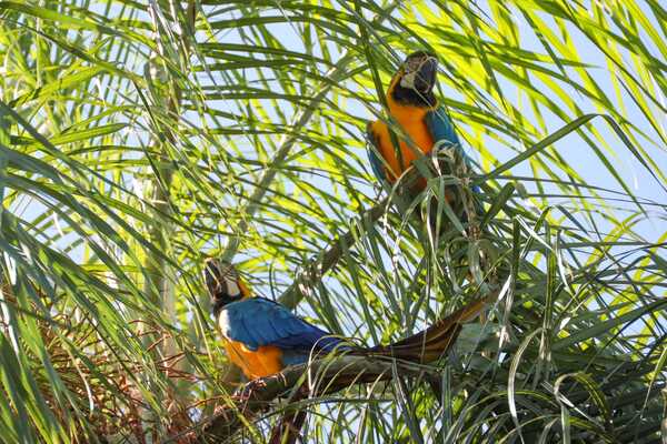 Histórico avistamiento de guacamayos en Refugio Mbaracayú