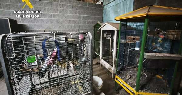 La Nación / “Criadero del horror”: policía española halla 250 animales muertos