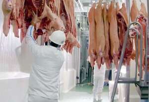 Sector porcino aumenta envíos y apunta a superar las 20.000 Ton. - ABC Rural - ABC Color