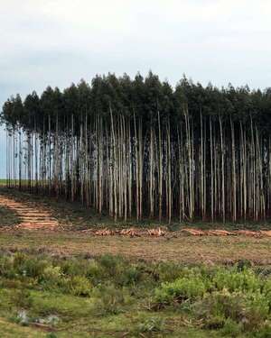 Paraguay, con alto potencial forestal - ABC Rural - ABC Color