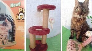 ¡Es hoy! La primera EXPO Gatos del país
